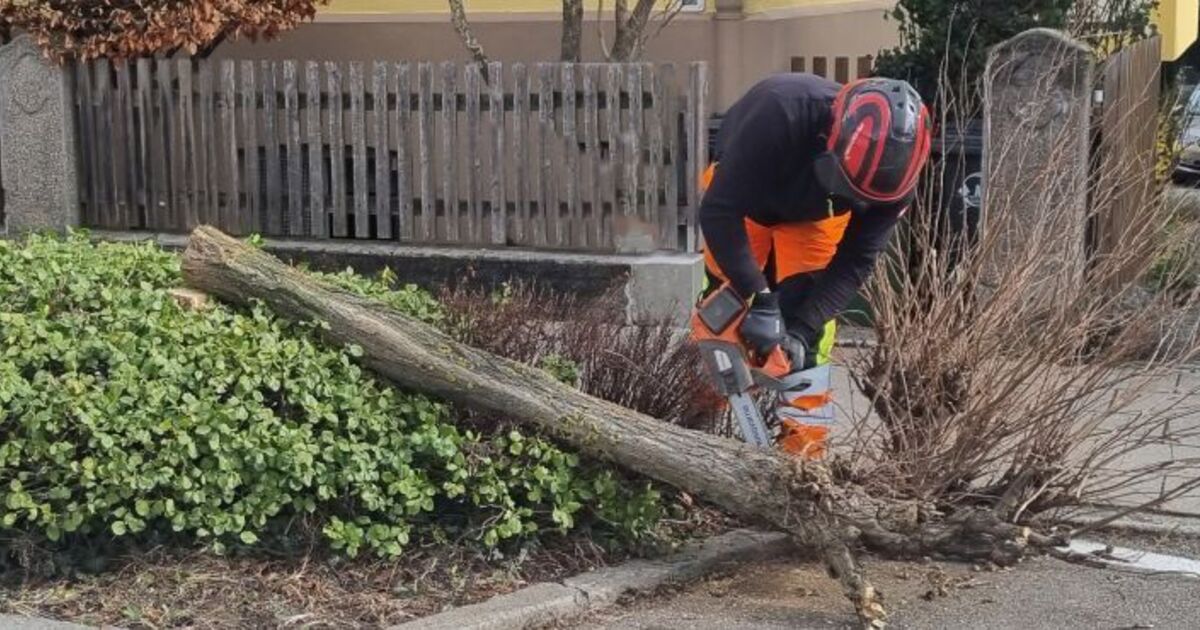 Region: Umgestürzte Bäume durch Sturm – kranke Akazien gefällt