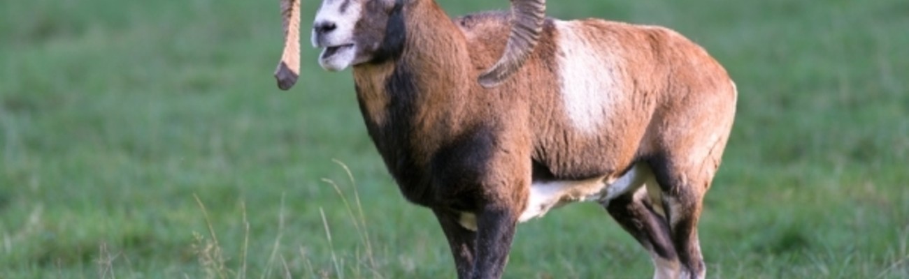 &copy; foto:Wolfgang Kruck