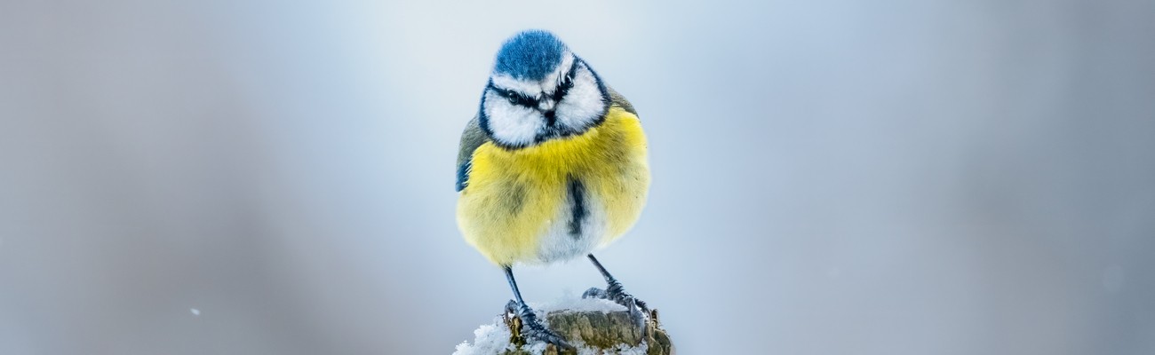 &copy; Foto: LBV/Marco Hausd&ouml;rfer