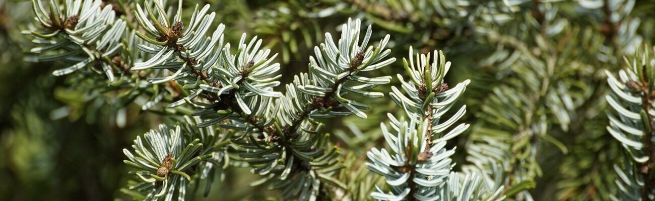 &copy; Foto: beauty of nature by pixabay