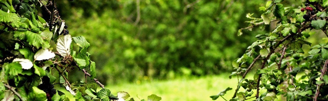 &copy; Foto: Marc Dubois auf pixabay