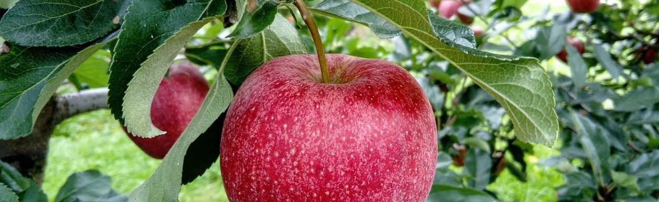 © Foto: Julita auf pixabay