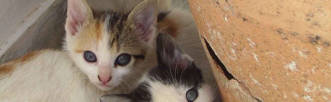 © Foto: Nici Keil auf pixabay