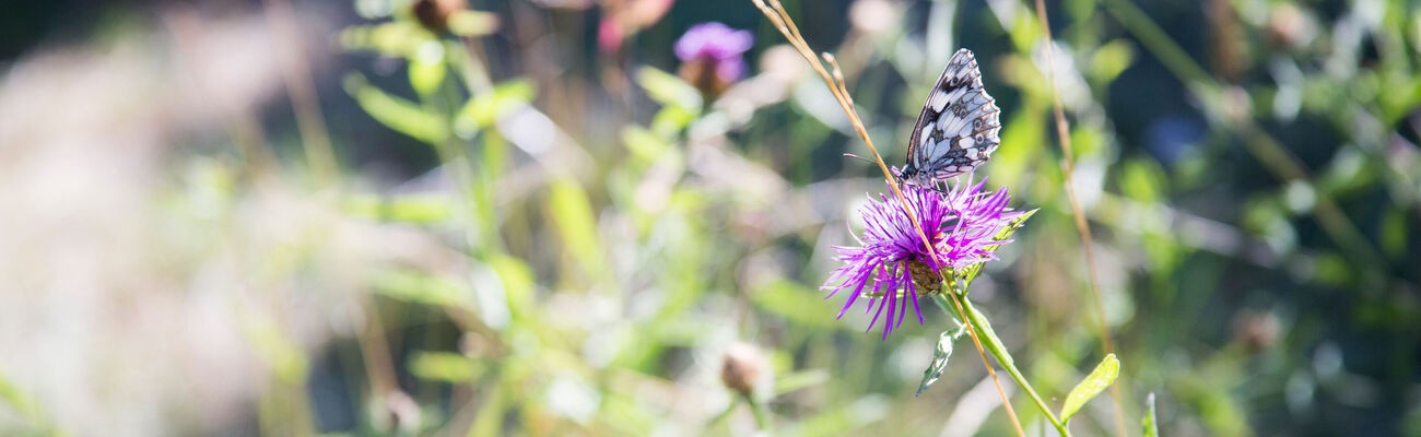 © Foto: Anika Taiber-Groh/ pde