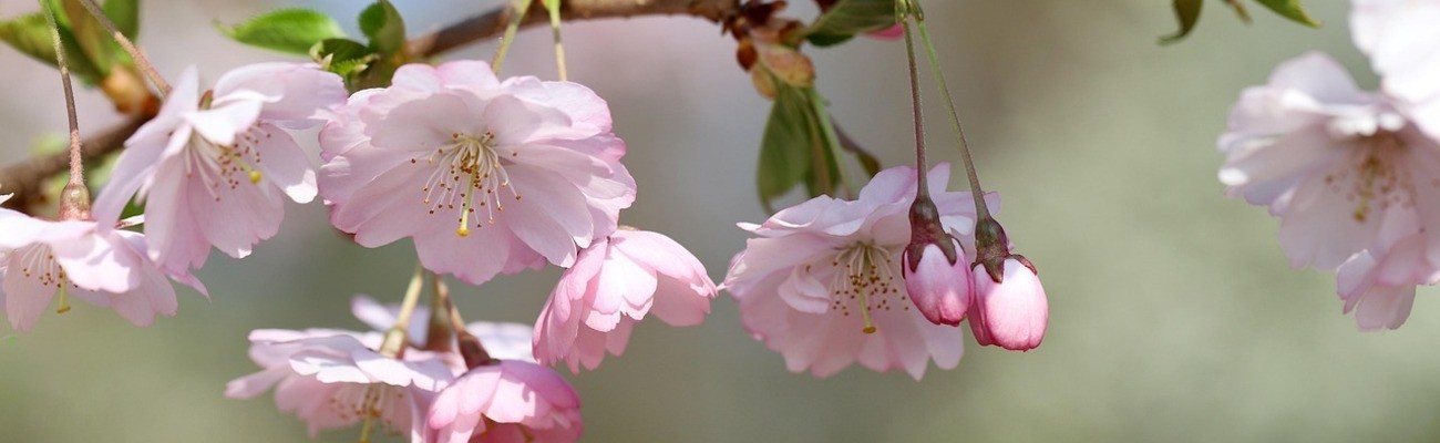 © Foto: Annette Mayer auf pixabay