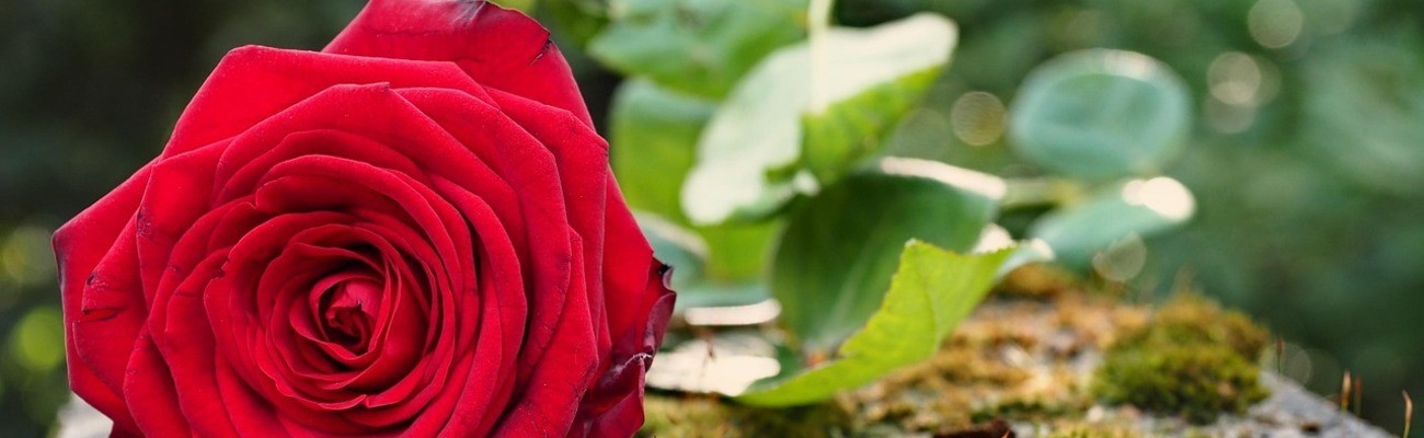 © Foto: Toralt auf pixabay