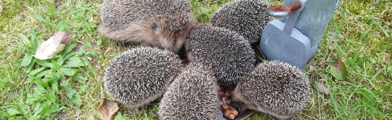 © Foto: Devil-Su auf pixabay