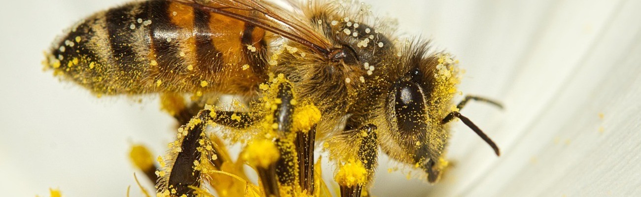 © Foto: Michael Reichelt auf pixabay