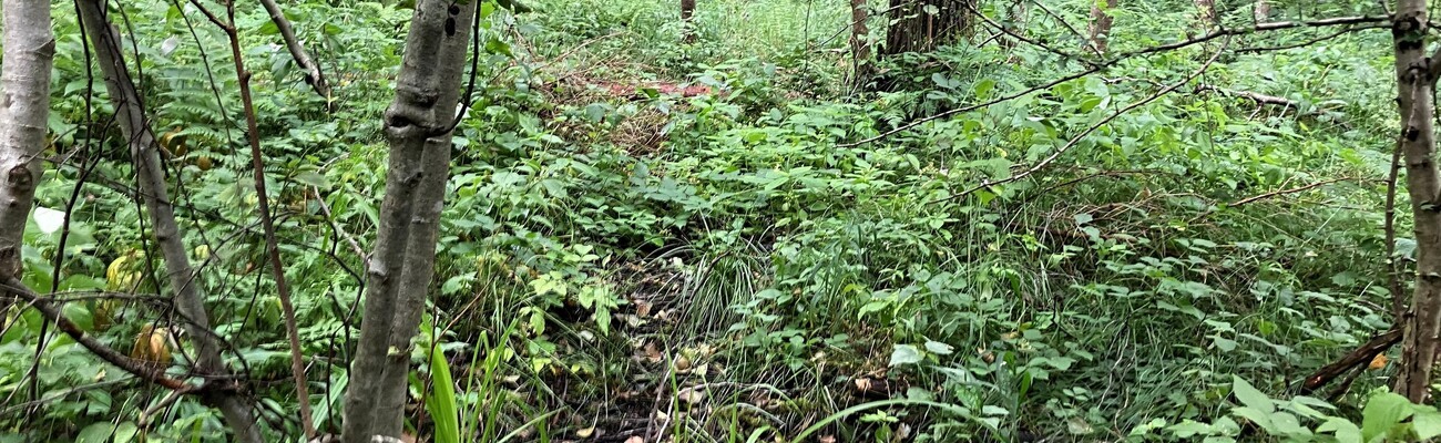 &copy; Foto: Johannes Wiederer/ Donaumoos-Zweckverband