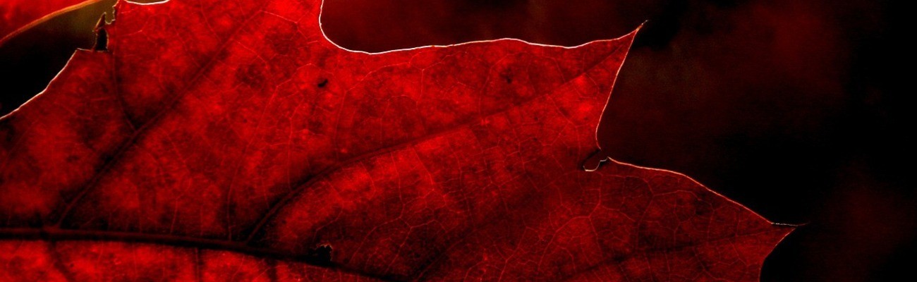 © Foto: twilightzone auf pixabay