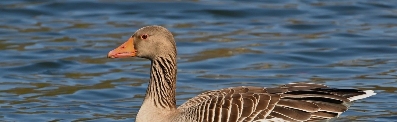 © Foto: Jürgen auf pixabay