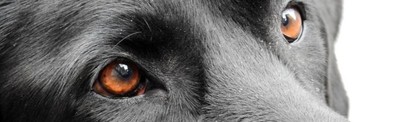 &copy; Foto: Bruno Gl&auml;tsch/ Pixabay