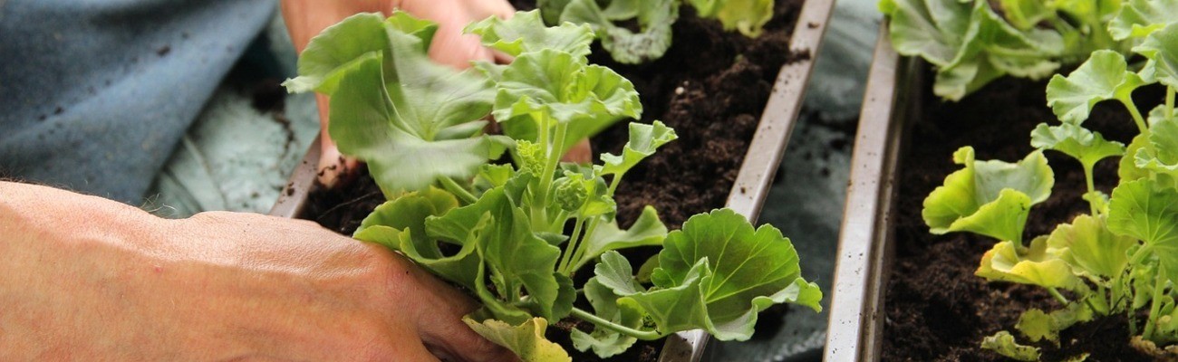 &copy; Foto: Gundula Vogel auf pixabay