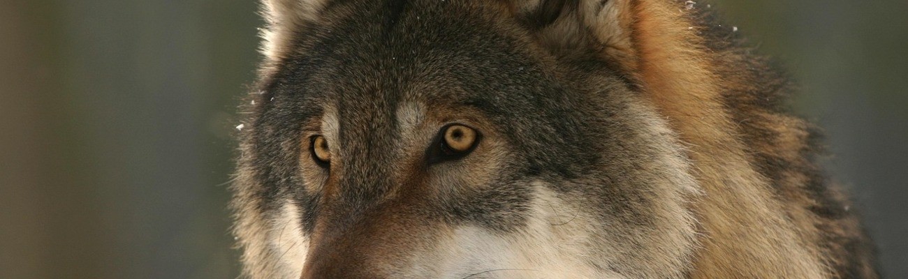 &copy; Foto: pixabay