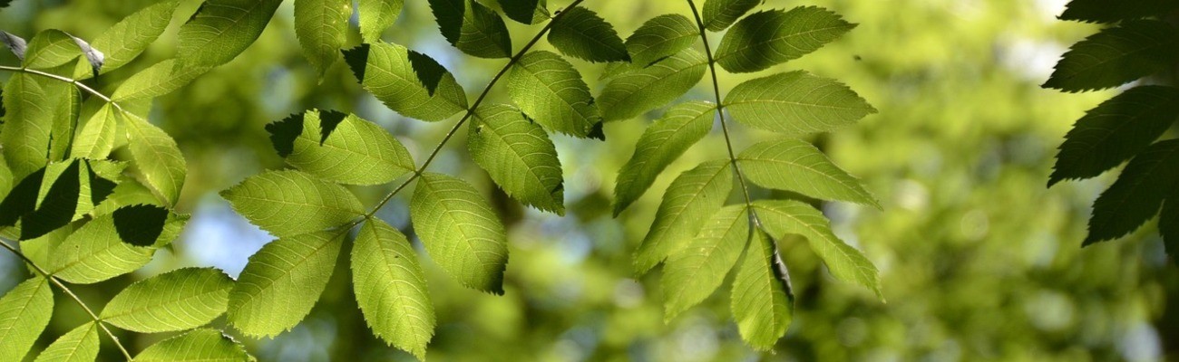 &copy; Foto: inn auf pixabay